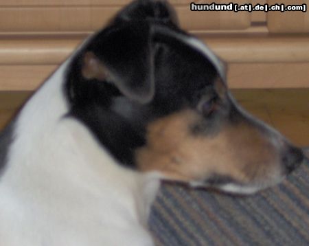 Jack-Russell-Terrier Hunde Foto 17943 in höherer Auflösung ansehen Jack-Russell-Terrier einen lieben gruss aus reutlingen, micha mit hund --phil