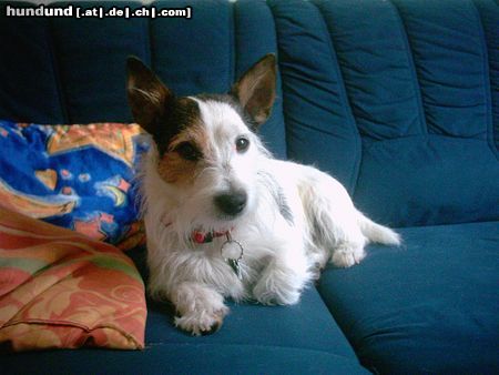 Jack-Russell-Terrier Spike (2jahre)