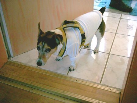 Jack-Russell-Terrier Hunde Foto 29264 in höherer Auflösung ansehen Jack-Russell-Terrier Tom ist über sein