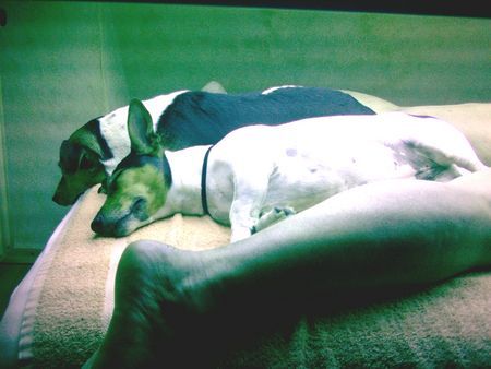 Jack-Russell-Terrier Hunde Foto 29263 in höherer Auflösung ansehen Jack-Russell-Terrier Maggie & Tom machen sehr gern Solarium mit Frauchen...