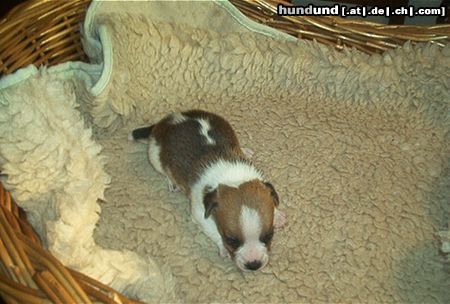 Jack-Russell-Terrier Hunde Foto 4997 Jack-Russell-Terrier Unser Muffin mit 4 Wochen