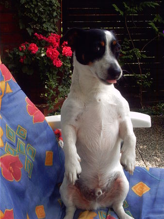 Jack-Russell-Terrier Hunde Foto 28673 in höherer Auflösung ansehen Jack-Russell-Terrier Unser Akrobat