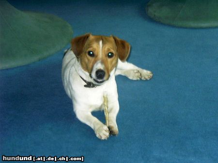 Jack-Russell-Terrier Hunde Foto 19037 in höherer Auflösung ansehen Jack-Russell-Terrier Nora