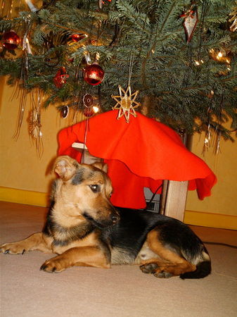 Jack-Russell-Terrier Hunde Foto 29301 in höherer Auflösung ansehen Jack-Russell-Terrier Spike unterm Tannenbaum