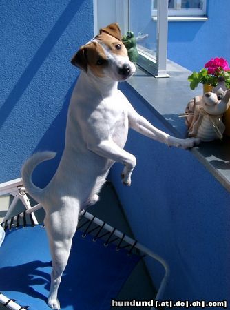 Jack-Russell-Terrier Hunde Foto 3460 Jack-Russell-Terrier