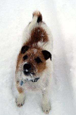 Jack-Russell-Terrier Hunde Foto 27156 Jack-Russell-Terrier