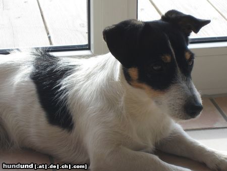 Jack-Russell-Terrier Hunde Foto 22432 in höherer Auflösung ansehen Jack-Russell-Terrier Sally beim sonnen