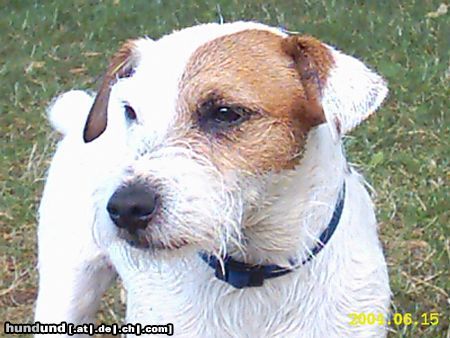Jack-Russell-Terrier Hunde Foto 13214 Jack-Russell-Terrier unser jacky