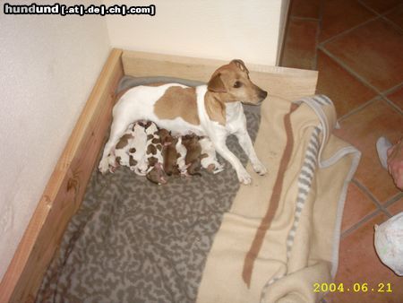 Jack-Russell-Terrier Hunde Foto 12778 Jack-Russell-Terrier Happy und die 10 kleinen Welpen