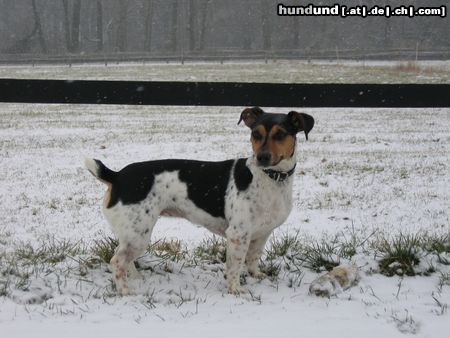 Jack-Russell-Terrier Hunde Foto 20506 in höherer Auflösung ansehen Jack-Russell-Terrier