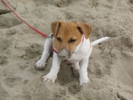 Jack-Russell-Terrier Hunde Foto 34337 in höherer Auflösung ansehen Jack-Russell-Terrier Irgenwo muß der Ball doch sein.....