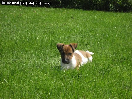 Jack-Russell-Terrier Kessy