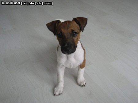Jack-Russell-Terrier Hunde Foto 46001 in höherer Auflösung ansehen Jack-Russell-Terrier Kessy