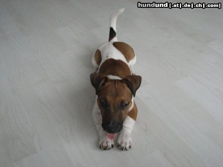 Jack-Russell-Terrier Hunde Foto 45997 in höherer Auflösung ansehen Jack-Russell-Terrier Kessy