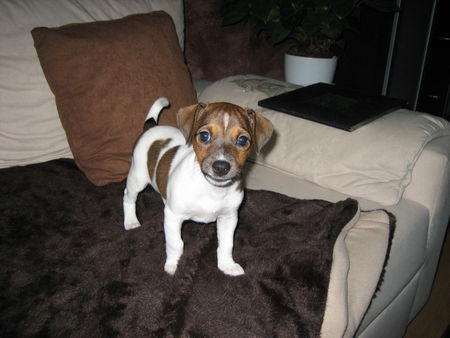 Jack-Russell-Terrier Hunde Foto 35695 in höherer Auflösung ansehen Jack-Russell-Terrier Unser Wirbelwind Naomi mit 2 Monaten