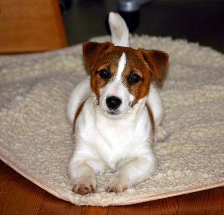 Jack-Russell-Terrier Hunde Foto 32006 in höherer Auflösung ansehen Jack-Russell-Terrier Ein kleiner Schneehase