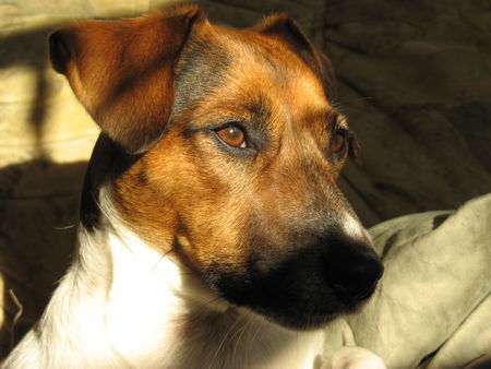 Jack-Russell-Terrier Hunde Foto 36635 in höherer Auflösung ansehen Jack-Russell-Terrier Bin ich nicht schön ??
