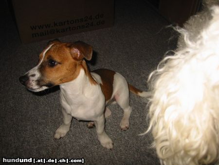 Jack-Russell-Terrier Hunde Foto 21687 in höherer Auflösung ansehen Jack-Russell-Terrier das ist meine Pauline