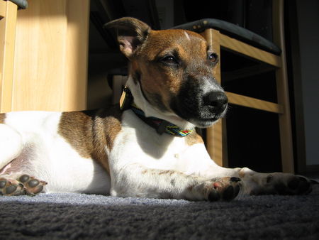Jack-Russell-Terrier Hunde Foto 30934 in höherer Auflösung ansehen Jack-Russell-Terrier Jack-Russell Dame Luna 11 Monate Alt