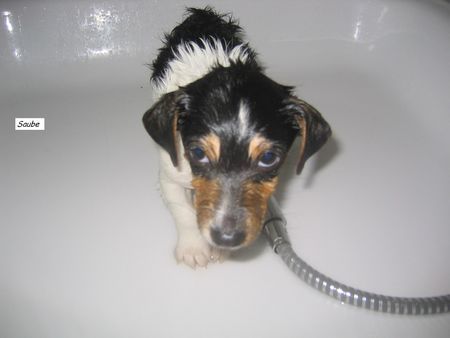 Jack-Russell-Terrier Hunde Foto 42578 in höherer Auflösung ansehen Jack-Russell-Terrier Wer würde bei diesem Blick nach Tequilas erstem Bad glauben das er Wasser eigentlich super findet...wohl kein sauberes!;-)
