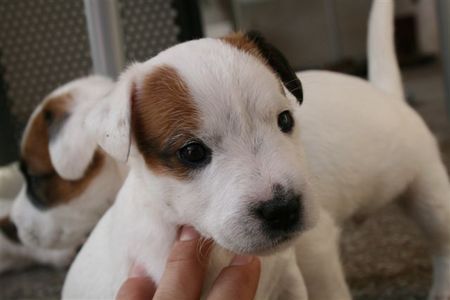 Jack-Russell-Terrier Hunde Foto 39601 in höherer Auflösung ansehen Jack-Russell-Terrier sarahs welpen