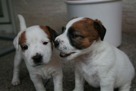Jack-Russell-Terrier Hunde Foto 39600 in höherer Auflösung ansehen Jack-Russell-Terrier sarahs welpen
