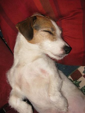 Jack-Russell-Terrier annabell, die schlafende schönheit