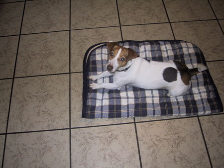 Jack-Russell-Terrier Hunde Foto 32313 in höherer Auflösung ansehen Jack-Russell-Terrier This is Nicki