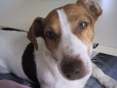 Jack-Russell-Terrier Hunde Foto 36578 in höherer Auflösung ansehen Jack-Russell-Terrier Darf ich bitte noch liegen bleiben ? bittte ( Nicki 5Jhr.)