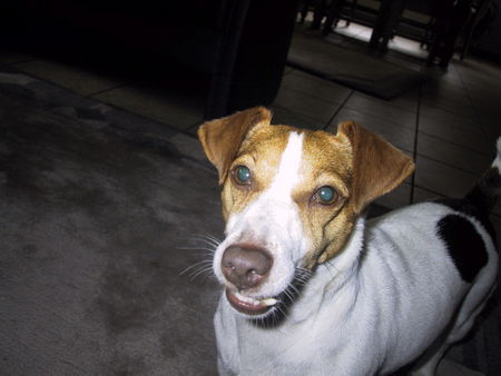 Jack-Russell-Terrier Hunde Foto 36579 in höherer Auflösung ansehen Jack-Russell-Terrier Darf ich bitte noch liegen bleiben ? bittte ( Nicki 5Jhr.)