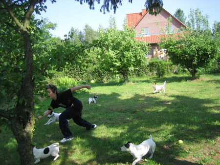 Jack-Russell-Terrier Hunde Foto 38458 in höherer Auflösung ansehen Jack-Russell-Terrier Groß und Klein beim Massenrennen