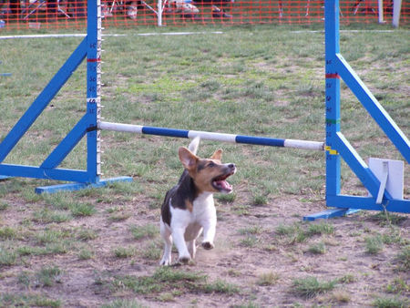 Jack-Russell-Terrier Hunde Foto 29657 in höherer Auflösung ansehen Jack-Russell-Terrier