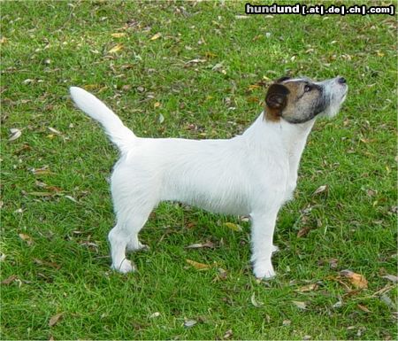 Jack-Russell-Terrier Hunde Foto 7003 Jack-Russell-Terrier Chrislott's Cara Demetria