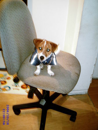 Jack-Russell-Terrier Hunde Foto 36414 in höherer Auflösung ansehen Jack-Russell-Terrier bin fertig, können wir nu endlich los?
