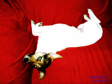 Jack-Russell-Terrier Hunde Foto 37389 in höherer Auflösung ansehen Jack-Russell-Terrier Die neue Couch ist echt saubequem