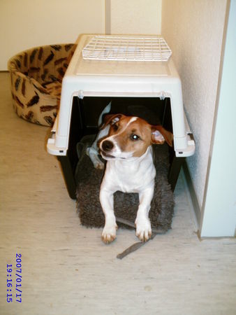 Jack-Russell-Terrier Hunde Foto 37387 in höherer Auflösung ansehen Jack-Russell-Terrier Home Sweet Home