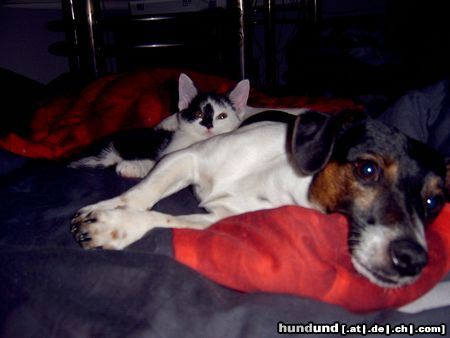 Jack-Russell-Terrier Hunde Foto 15615 Jack-Russell-Terrier Neo & Sunny Ist das nicht süß Neo schmust mit Jamie unserer Mietze