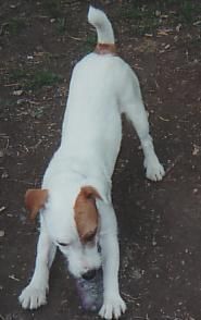 Jack-Russell-Terrier Hunde Foto 2625 Jack-Russell-Terrier unser ``jacky``wie er leibt und lebt