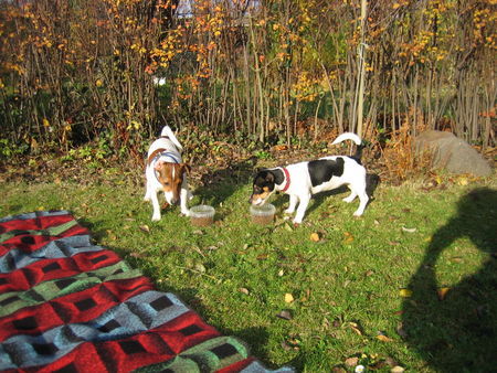 Jack-Russell-Terrier Hunde Foto 35612 Jack-Russell-Terrier Raubtierfütterung in Jack s Garten - mit