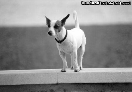 Jack-Russell-Terrier Hunde Foto 3608 Jack-Russell-Terrier James, Spanien 2002