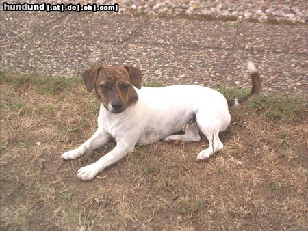 Jack-Russell-Terrier Hunde Foto 14906 Jack-Russell-Terrier Emelie,