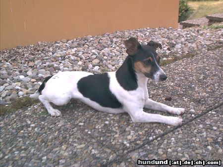 Jack-Russell-Terrier Hunde Foto 14907 Jack-Russell-Terrier Linda :-)