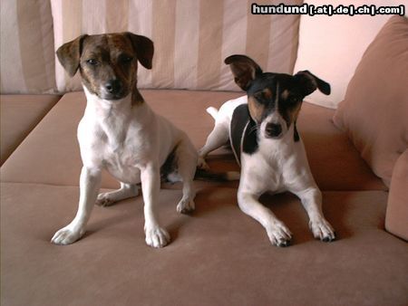 Jack-Russell-Terrier Hunde Foto 14908 Jack-Russell-Terrier Linda&Emelie auf