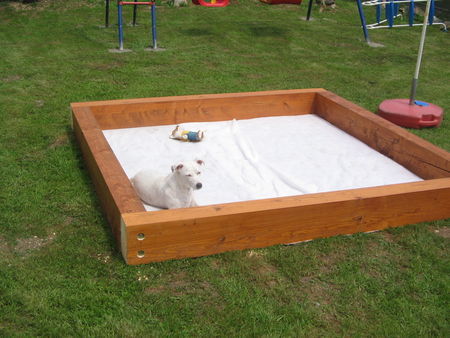 Jack-Russell-Terrier Hunde Foto 33669 Jack-Russell-Terrier Unser Timmi auf weissen Hintergrund