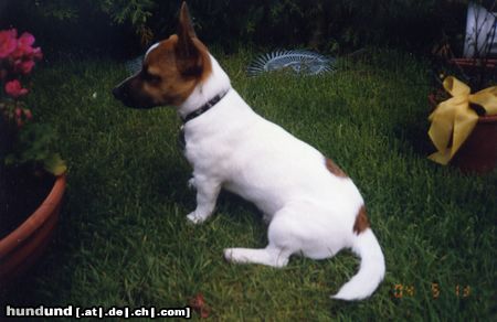 Jack-Russell-Terrier Hunde Foto 13867 Jack-Russell-Terrier Justin 9 Monate (kleiner Jacky mit Laune-der-Natur/Stehohren