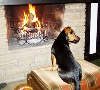 Jack-Russell-Terrier Hunde Foto 29300 in höherer Auflösung ansehen Jack-Russell-Terrier ...schön warm