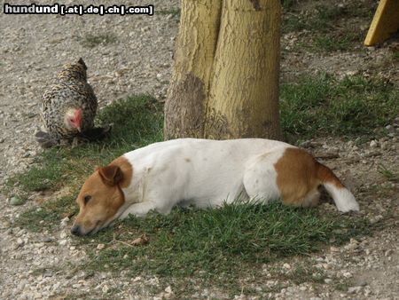 Jack-Russell-Terrier Fuzzi und das neugierige Huhn!!!