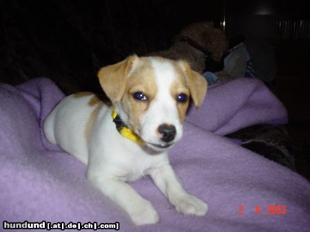 Jack-Russell-Terrier Hunde Foto 3155 Jack-Russell-Terrier