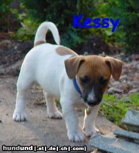 Jack-Russell-Terrier Hunde Foto 12786 Jack-Russell-Terrier da bi ich...und nun?