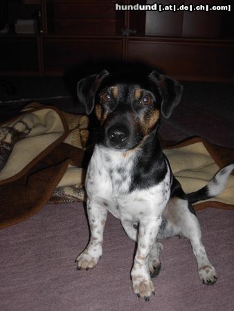 Jack-Russell-Terrier Hunde Foto 11411 Jack-Russell-Terrier Das ist mein 3-jähriger Jack-Russell-Terrier Tequilla!